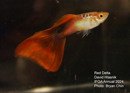 guppy red 